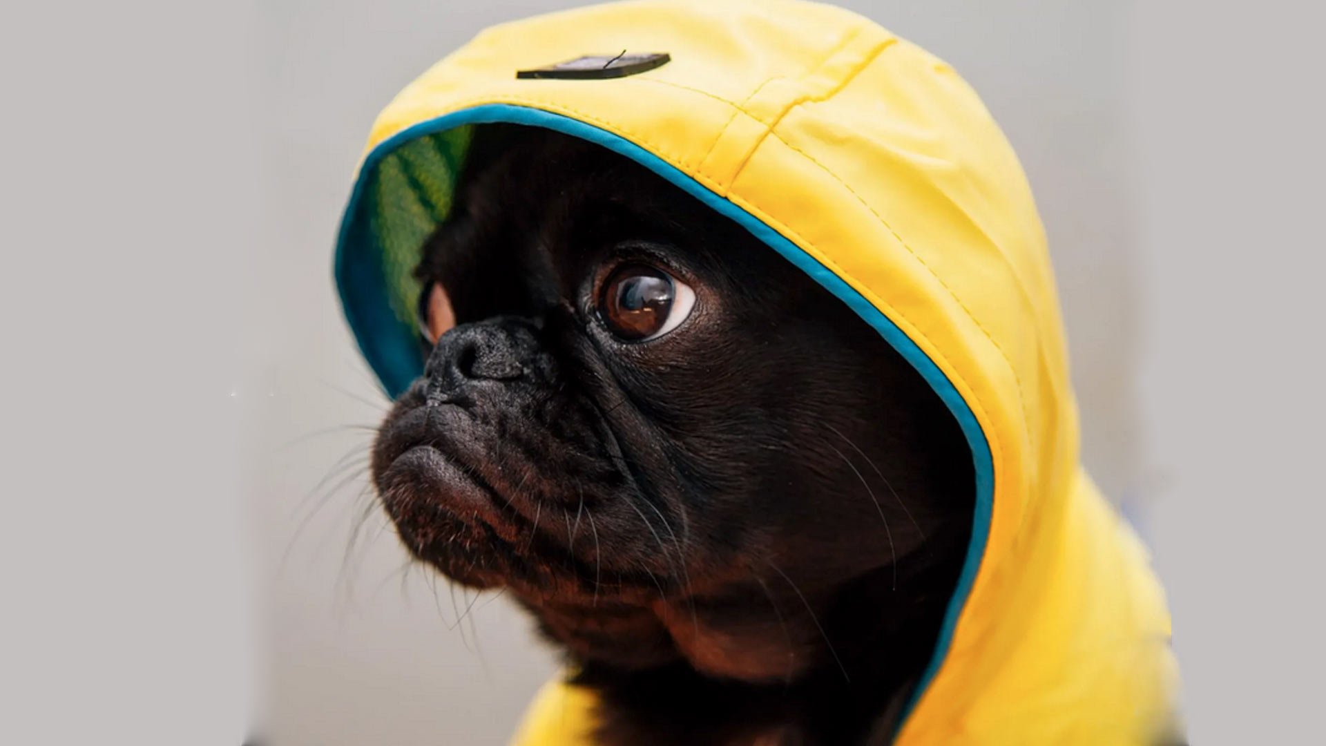 Read more about the article How to Calm Your Dog During a Thunderstorm