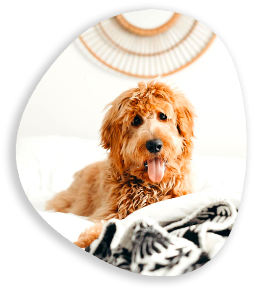 Dog-RediVet-Shadow Dog-RediVet-Shadow