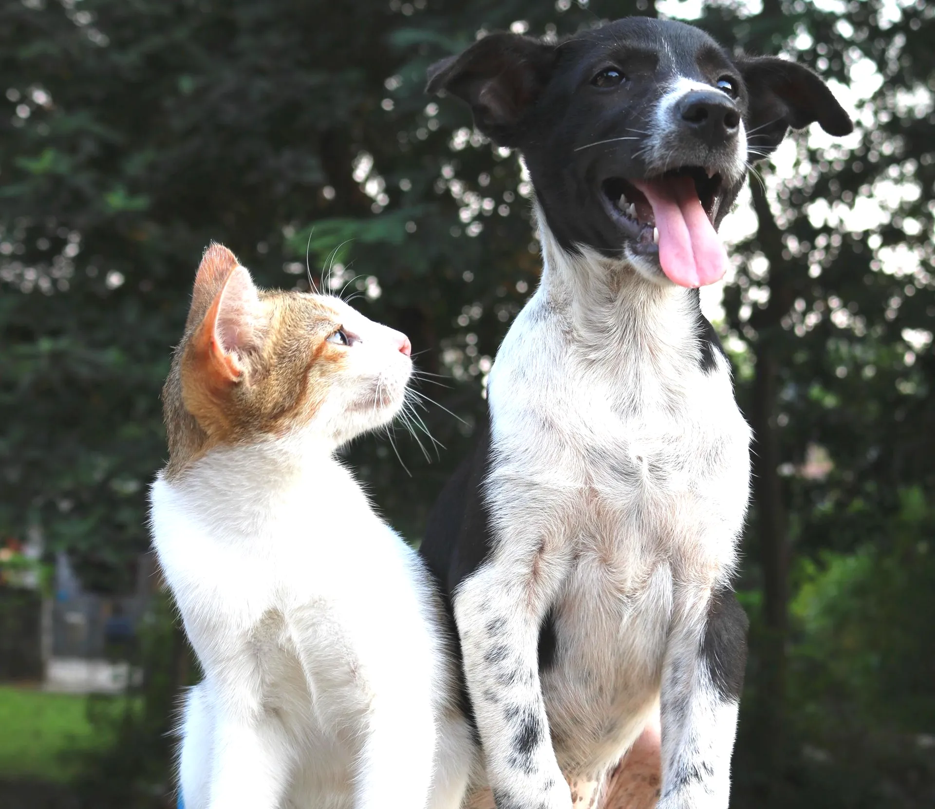 Read more about the article Finding a Healthy Pet