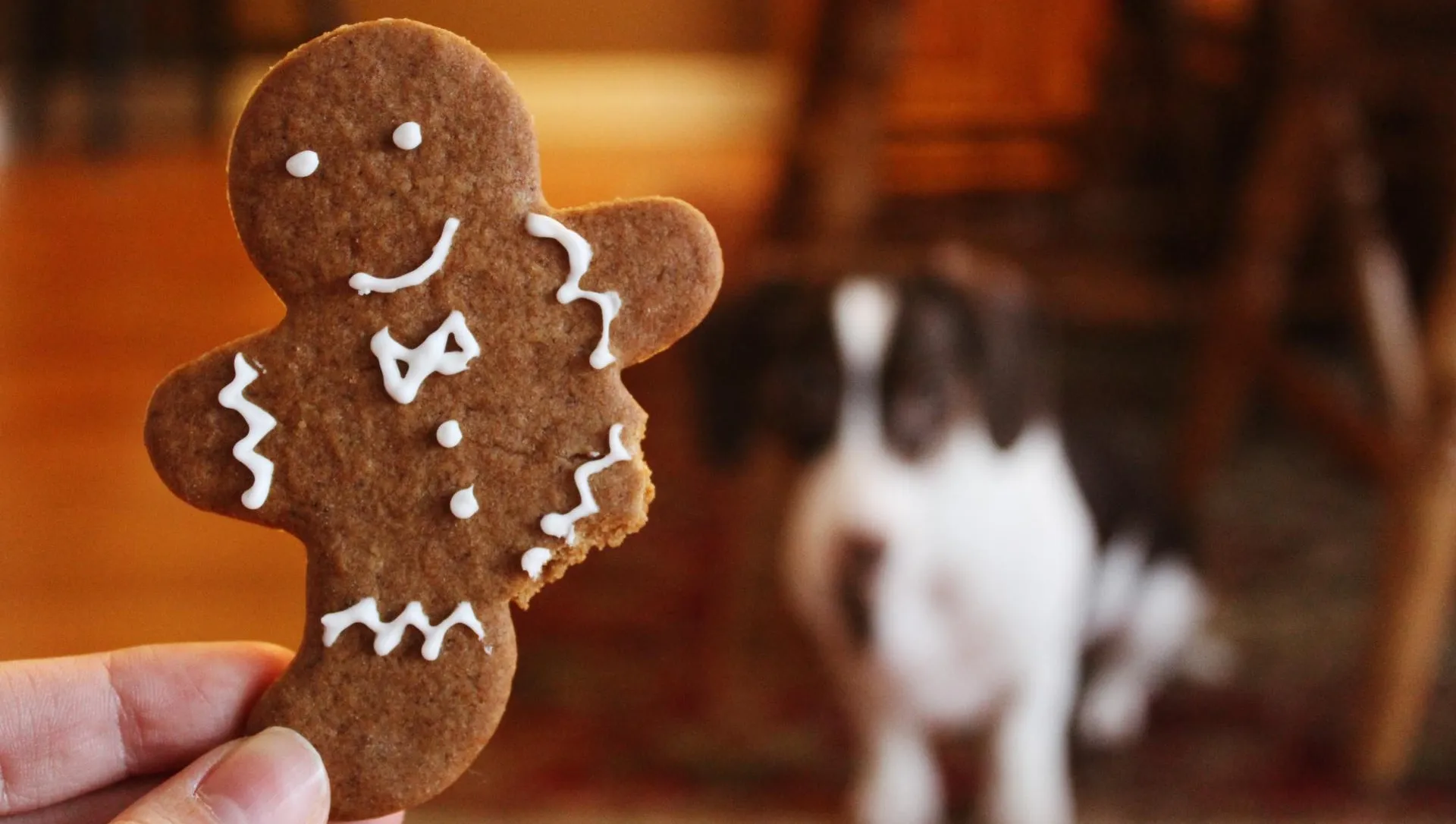 Read more about the article Theobromine: It’s in Chocolate and It’s Bad for Your Pet