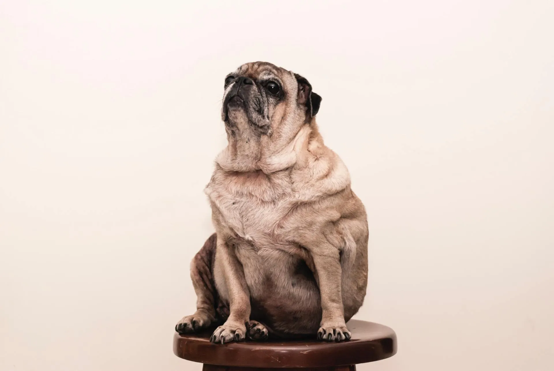 Read more about the article Pet Obesity