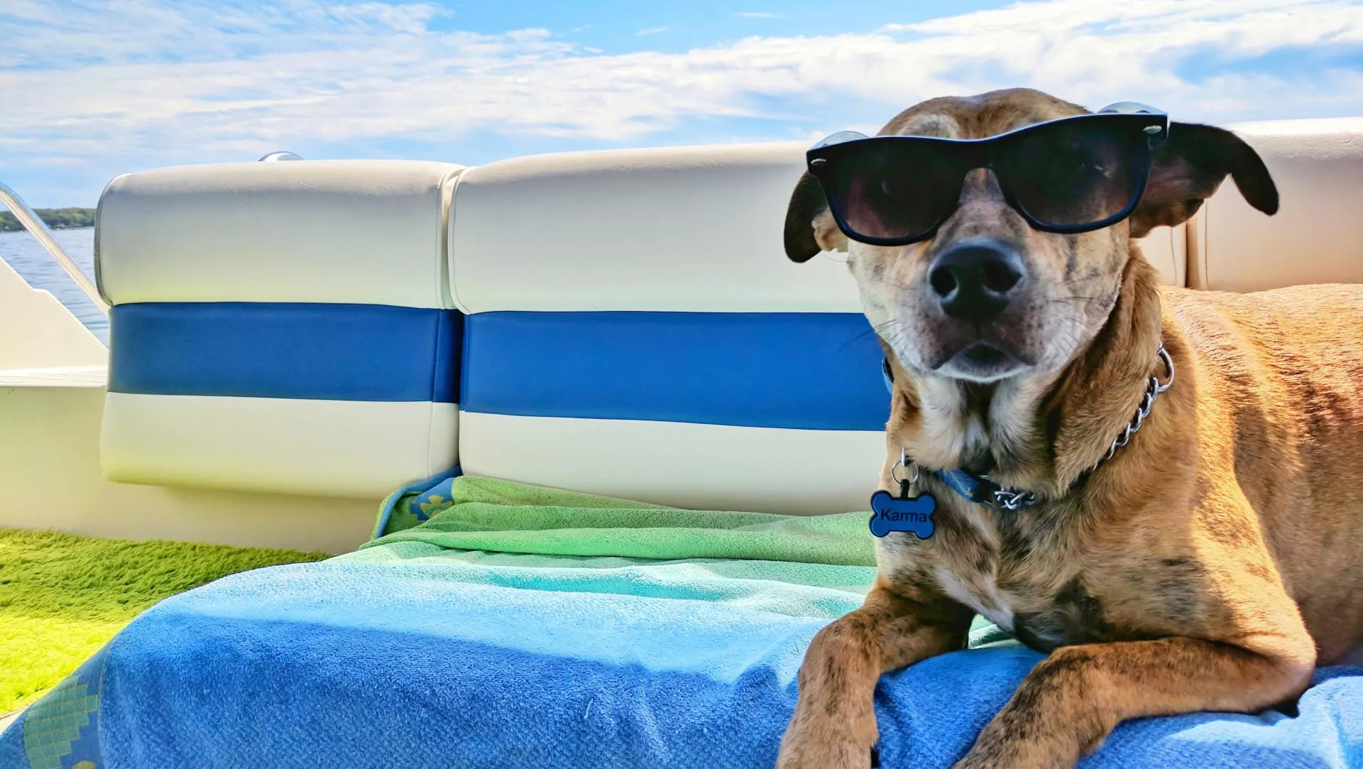 You are currently viewing Hot Summers and Your Pet