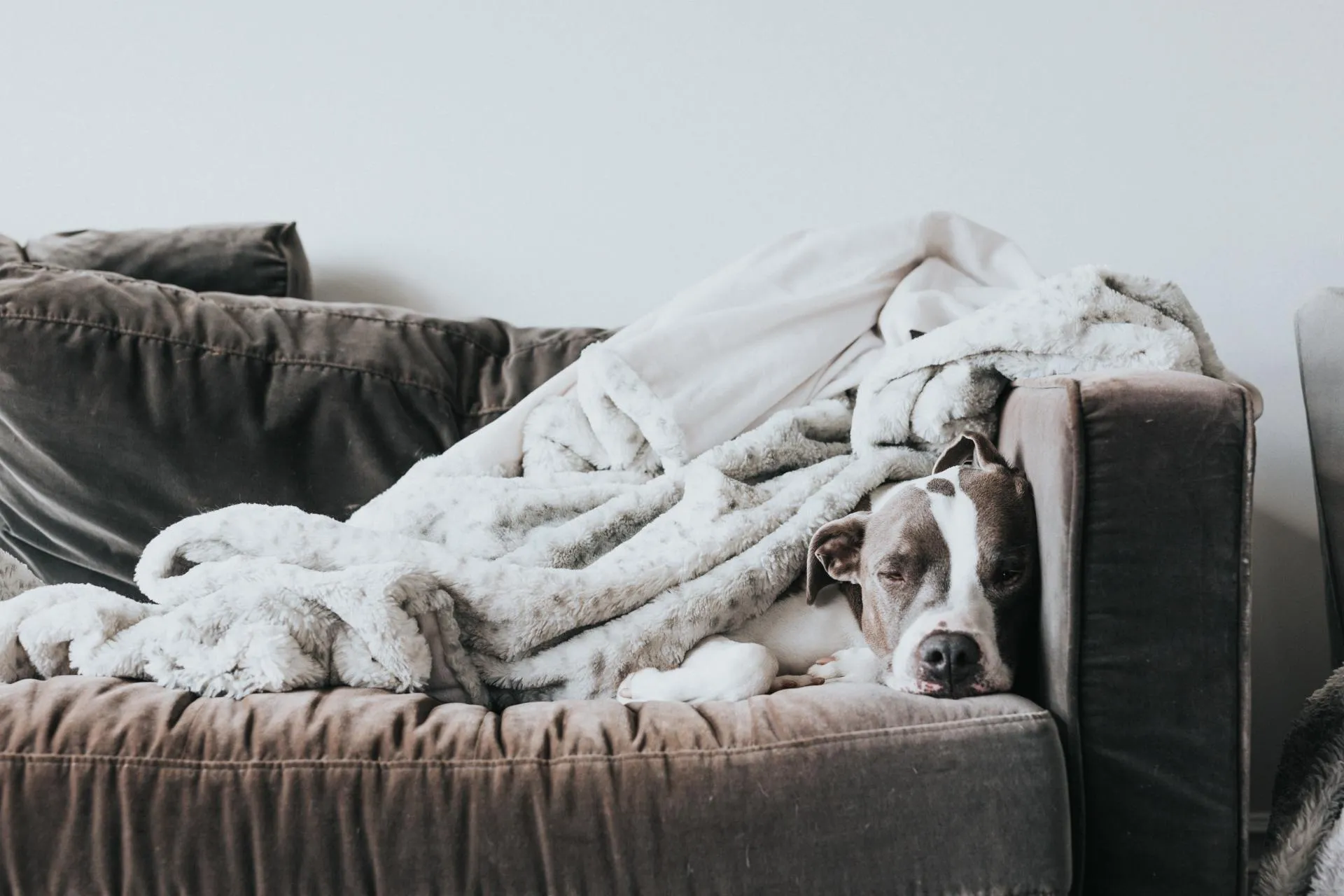Read more about the article Pet Pain Management