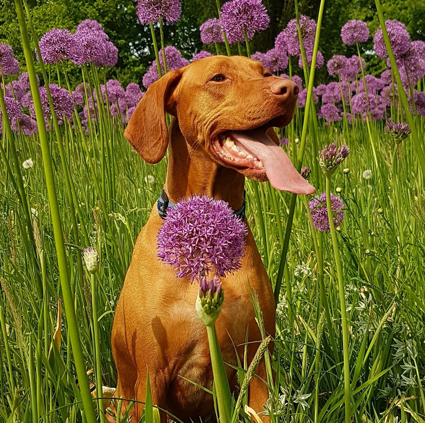 Read more about the article Symptoms and Treatment of Dog Allergies