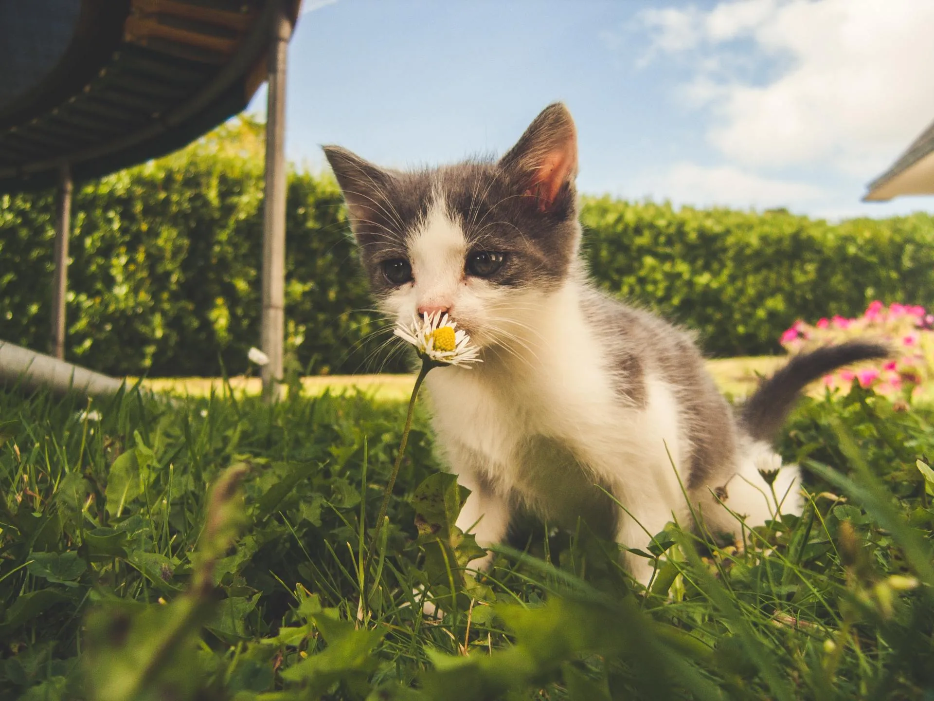 Read more about the article Fleas, Ticks and Worms.. Oh My!