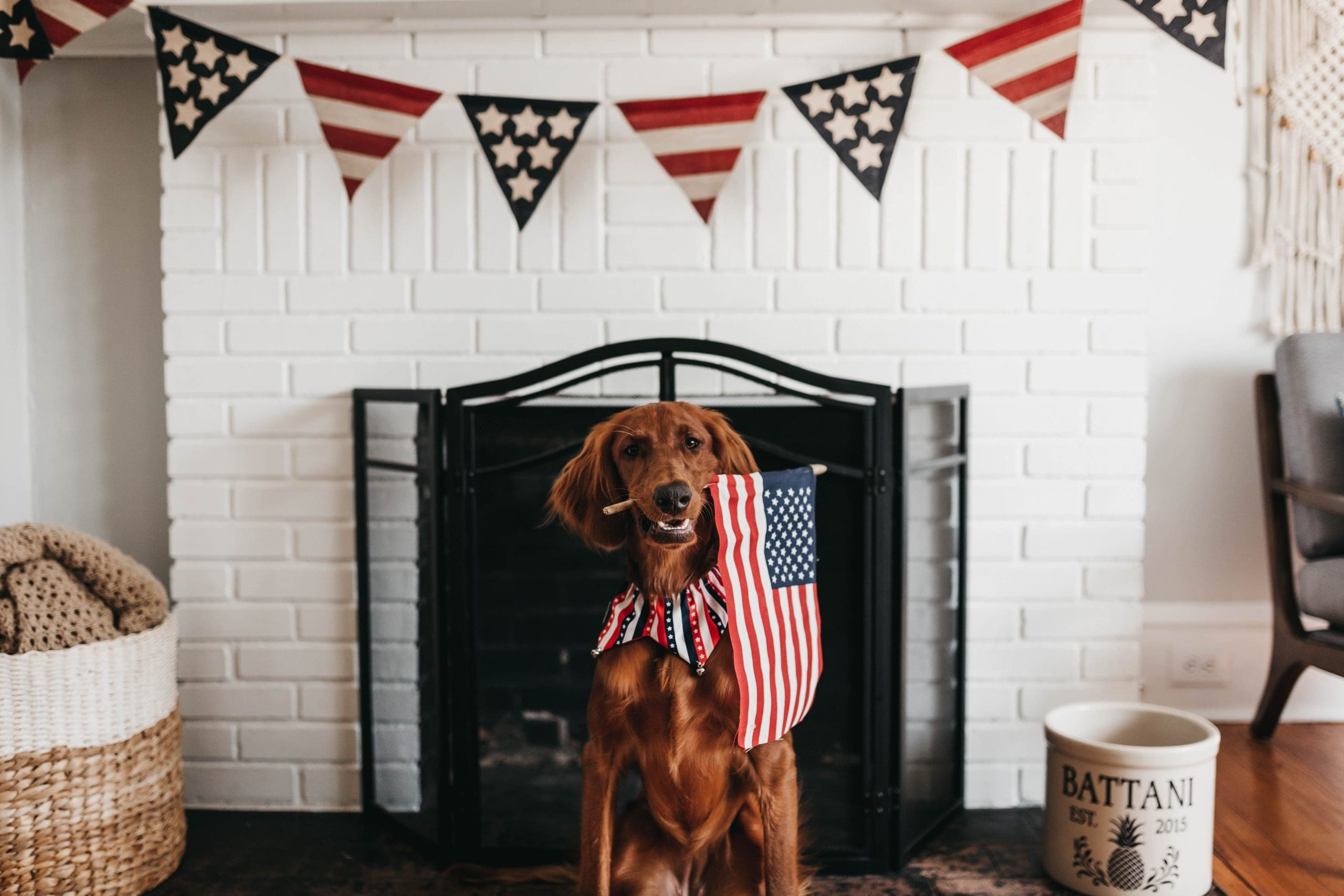 Read more about the article 4th of July Fireworks + How to Keep Your Pet Calm
