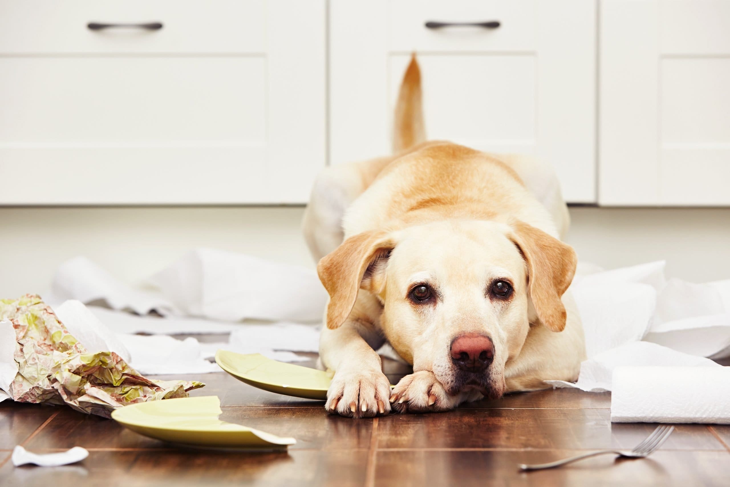 Read more about the article The Dog Ate My… What To Do If Your Dog Eats a Sock or Other Foreign Object
