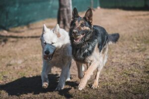 two german shepherd dogs running on grass