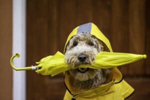 Goldendoodle ready to go on a stormy walk with a yellow rain coat and umbrella.